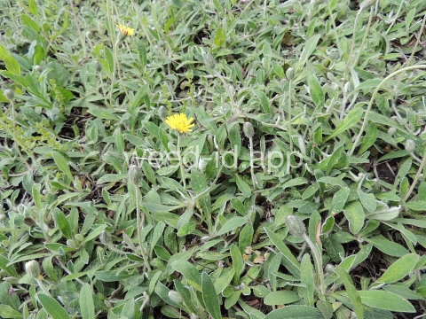 hawkweed, mouseear